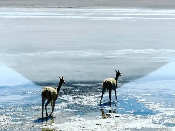 uyuni ice